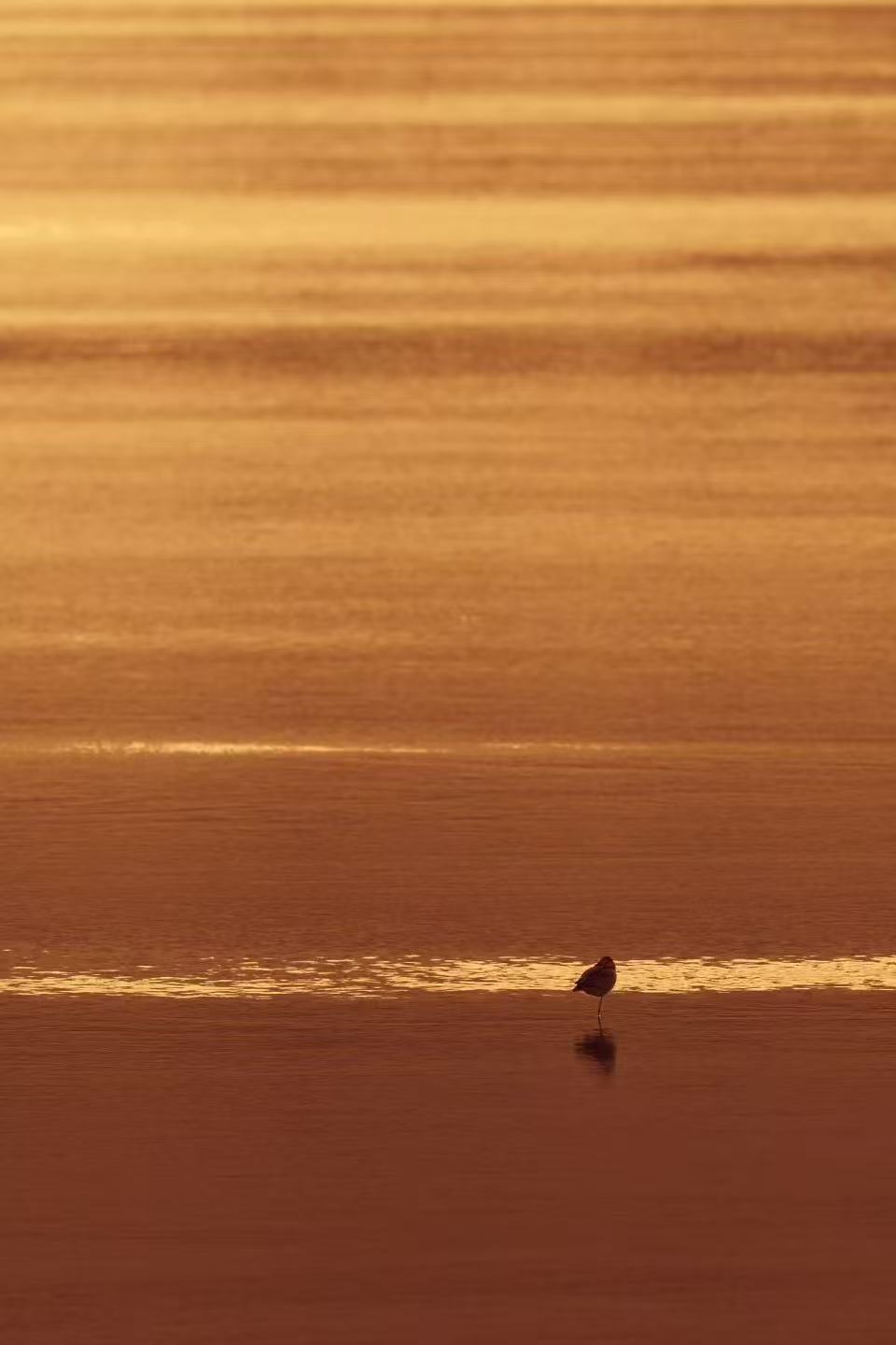 第二次测试，静心 ，静心，静心，静心